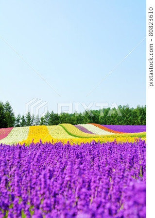 Hokkaido summer blue sky Furano lavender 80823610