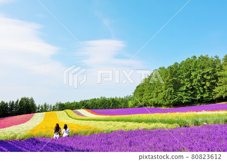 Hokkaido summer blue sky Furano flower field 80823612