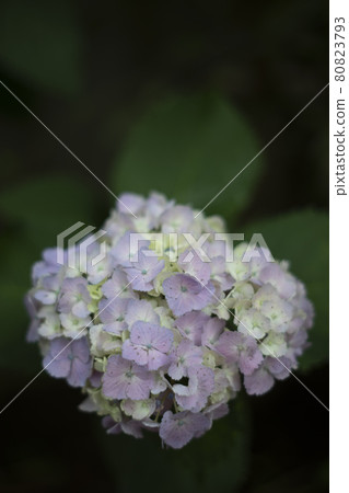 Discovery of a walking path Local familiar scenery A small pastel-colored hydrangea 80823793