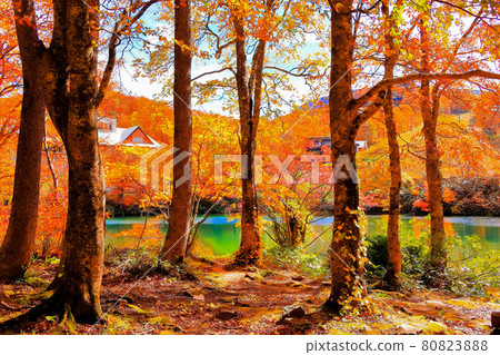 秋葉的獨子沼澤 秋葉的獨子沼澤 80823888