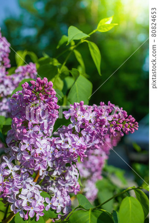 Branch of blossoming purple lilac on a sunny day 80824653