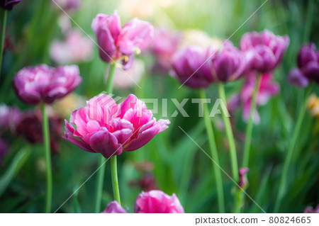 Field purple flower tulip close up on a blurred background 80824665