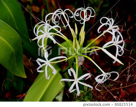 白沙灘棉(Hamayu)花和芽 白沙灘棉(Hamayu)花和芽 80825514