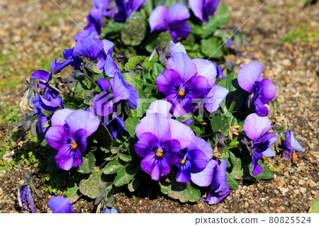 紫三色堇 80825524