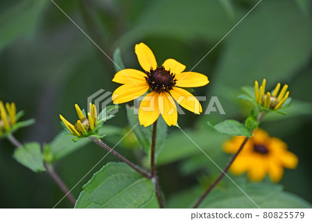 Rudbekia·Takao 80825579