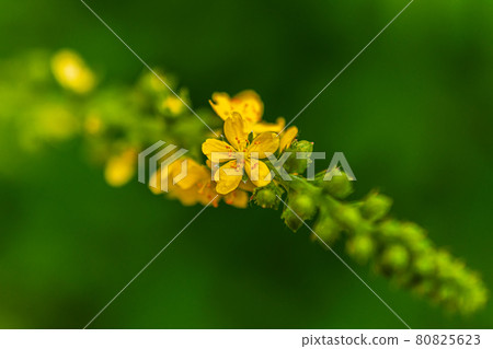 Macro shot wet hook Kinmizuhiki Macro shot wet hook Kinmizuhiki 80825623