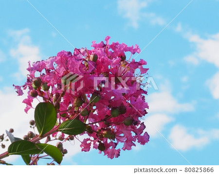 Flower of crape mybs 80825866