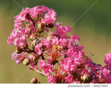 Flower of crape mybs Flower of crape mybs 80825867