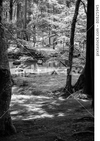 (Monochrome) Kyoto Saihoji Temple (Moss Temple) (Monochrome) Kyoto Saihoji Temple (Moss Temple) 80825945