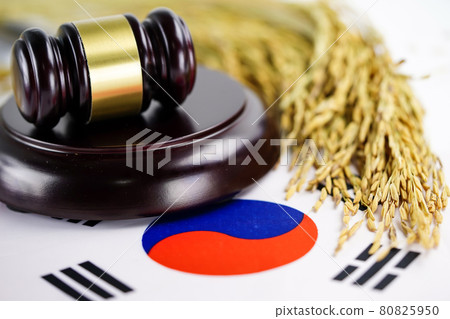 Korea flag and Judge hammer with gold grain from agriculture farm. Law and justice court concept.. Korea flag and Judge hammer with gold grain from agriculture farm. Law and justice court concept.. 80825950