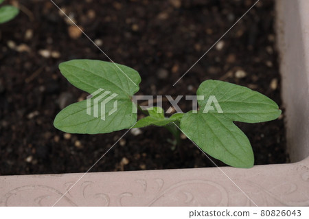 牽牛花雙葉 牽牛花雙葉 80826043