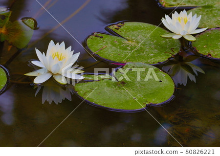 Water lily Water lily 80826221
