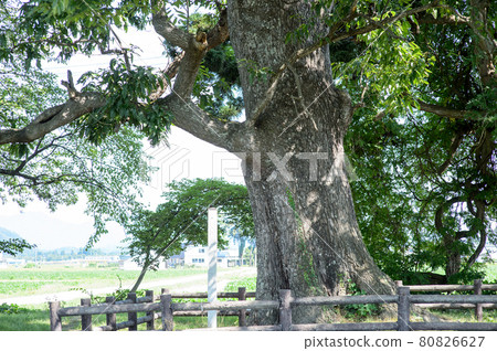 Giant tree of Quercus acutissima, Daisen City, Akita Prefecture Giant tree of Quercus acutissima, Daisen City, Akita Prefecture 80826627