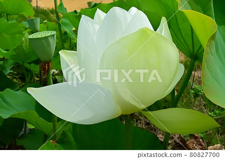 White Lotus Flower 80827700