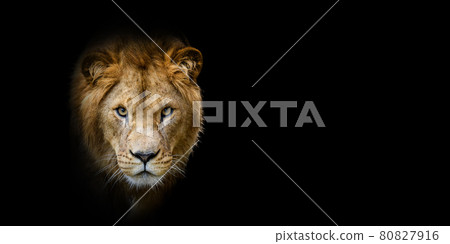 Close Lion portrait on black background Close Lion portrait on black background 80827916