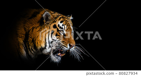 Close Tiger portrait on black background Close Tiger portrait on black background 80827934