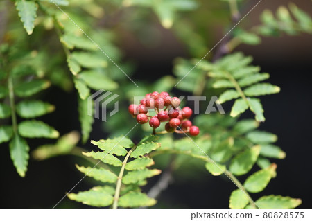花椒果實 花椒果實 80828575
