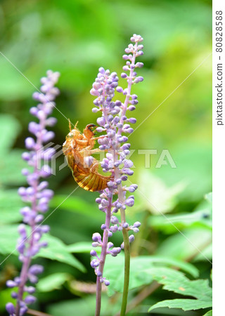 紫色尖刺花、百合草皮和蟬殼 紫色尖刺花、百合草皮和蟬殼 80828588