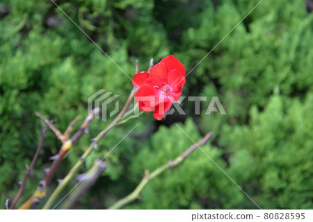 A rose's thorn 80828595