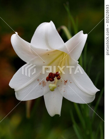 一朵白百合花的特寫 80828693