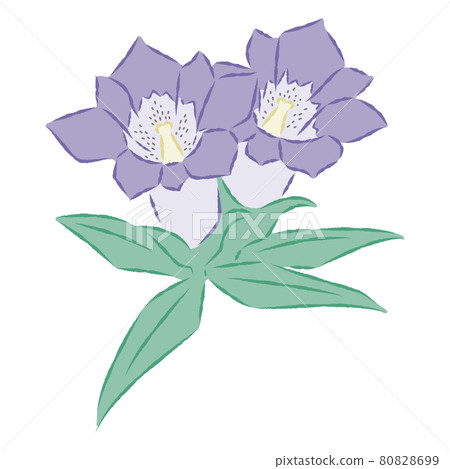 Illustration of gentian Illustration of gentian 80828699