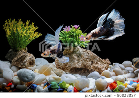 Siamese fighting fish,Betta splendens, 2 in a betta fish tank, Black background, Halfmoon Betta. Siamese fighting fish,Betta splendens, 2 in a betta fish tank, Black background, Halfmoon Betta. 80828857
