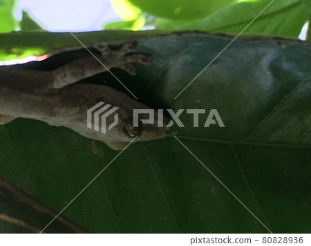 壁虎小睡 壁虎小睡 80828936