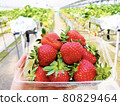Strawberry picking 80829464