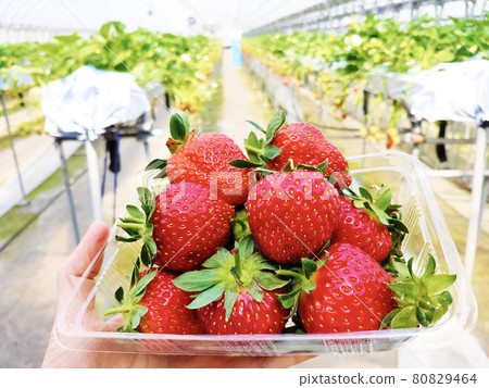 Strawberry picking 80829464