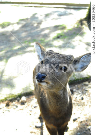 奈良公園的鹿 奈良公園的鹿 80829466