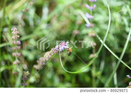 條紋軟蜂（粗蜂） 80829871