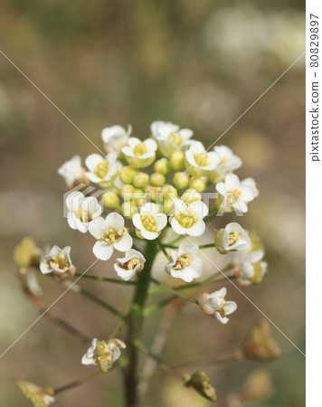 A flower of a nuzuna A flower of a nuzuna 80829897