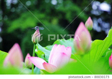 Oga lotus Oga lotus 80830173