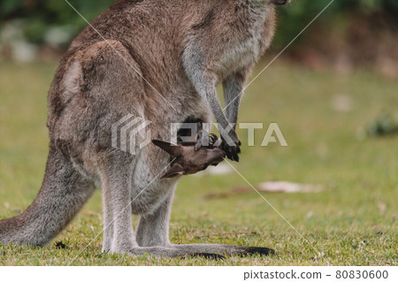 Mother Kangaroo with her Joey 80830600