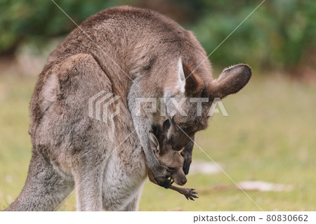 Mother Kangaroo with her Joey 80830662