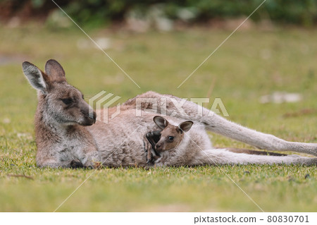 Mother Kangaroo with her Joey Mother Kangaroo with her Joey 80830701