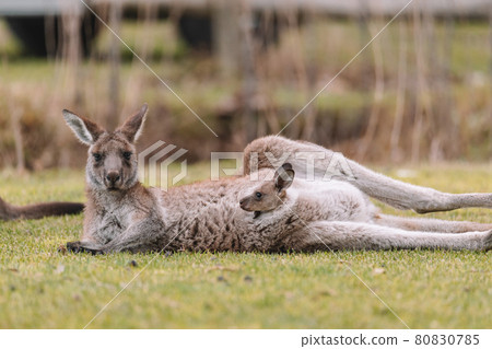 Mother Kangaroo with her Joey Mother Kangaroo with her Joey 80830785