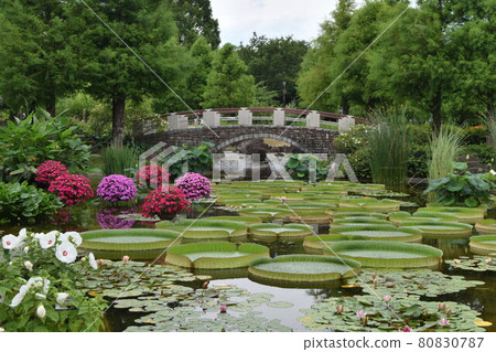 [Shiga] Aquatic Mizunomori Paraguay omnibus 80830787