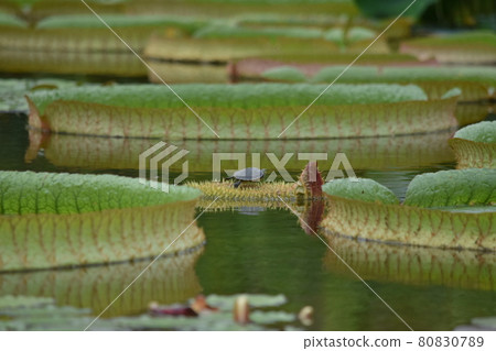 [Shiga] Aquatic Mizunomori Paraguay omnibus 80830789