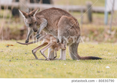 Mother Kangaroo with her Joey Mother Kangaroo with her Joey 80830790