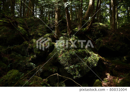 Aokigahara Jukai　 80831004