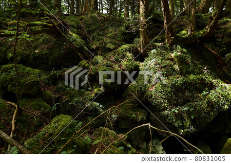 Aokigahara Jukai　 80831005