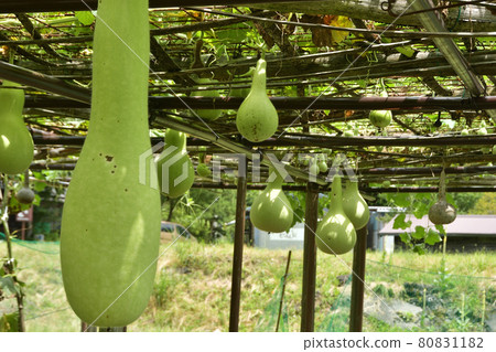 Gourd rack Gourd rack 80831182
