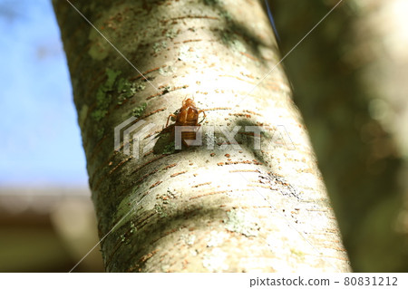 Brown cicada 80831212