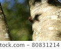 Brown cicada 80831214