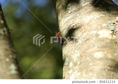 Brown cicada 80831214