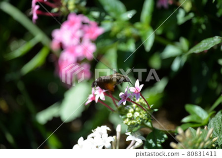 A bee that smokes honey 80831411