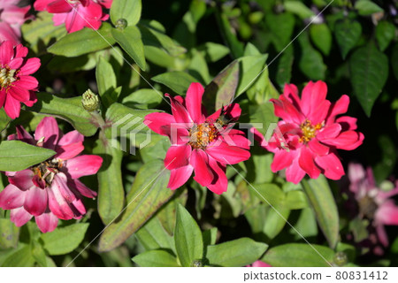 A bee that smokes honey 80831412