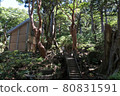 被屋久杉巨樹環繞的高塚小屋 80831591