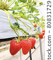 Strawberry picking 80831729